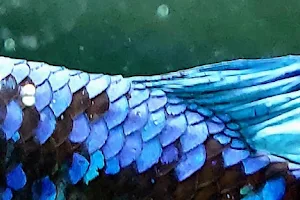 Bubba's Shrimps - Nano Aquarium image
