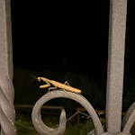 Photo n°13 de l'avis de W.o fait le 18/09/2021 à 18:33 sur le  Anima Hotel & restaurant à fluminimnaggiore