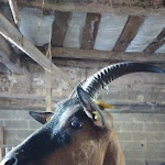 Photo n° 7 de l'avis de Jessica.i fait le 20/07/2022 à 08:32 pour SCEA de la Chèvrerie des Fossés à Bolleville