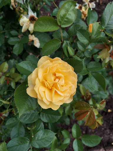 Gym «Planet Fitness», reviews and photos, 374 Main St, Belleville, NJ 07109, USA