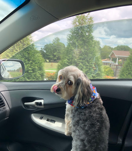 Bow Wow Pet Grooming & Kennel