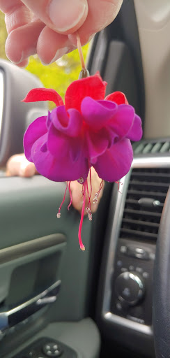 Florist «Meier Flowerland & Greenhouse», reviews and photos, 8087 Grand River Ave, Brighton, MI 48114, USA