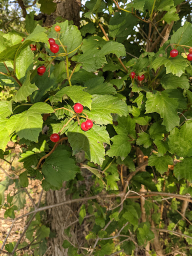 Nature Preserve «Shoe Factory Road Prairie Nature Preserve», reviews and photos, Shoe Factory Rd, Hoffman Estates, IL 60192, USA