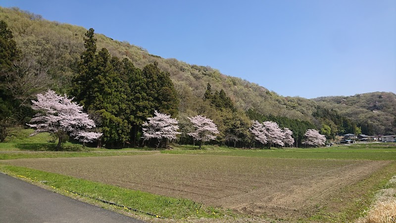 遠山十本桜