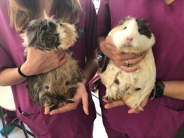Imagen de Centro Veterinario Los Sauces (18 de 25)