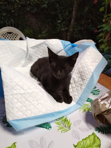 Clínica Veterinaria Faras en Los Barrios