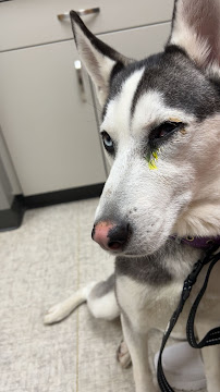 Bark & Stay Pet Resort - Photo 6 - Car repair in Davenport, IA, Davenport
