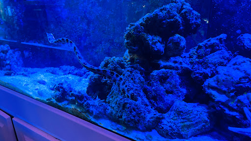 Tropical Fish Store «Wet Pets», reviews and photos, 520 Hartford Turnpike # X, Vernon, CT 06066, USA