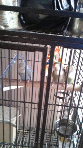 Pet Supply Store «Petco Animal Supplies», reviews and photos, 2621 MacArthur Rd, Whitehall, PA 18052, USA