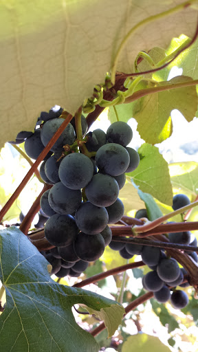 Winery «Inspire Moore Winery», reviews and photos, 197 N Main St, Naples, NY 14512, USA