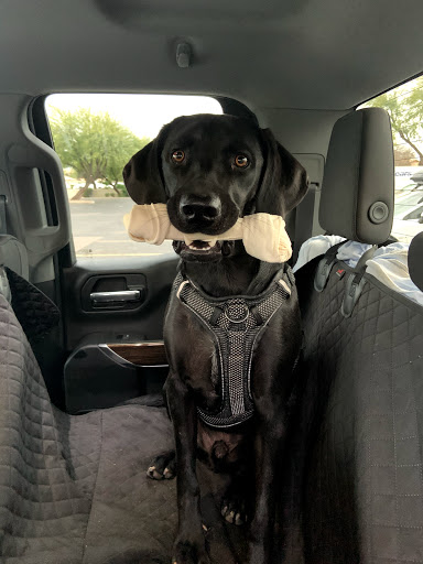 Pet Supply Store «PetSmart», reviews and photos, 857 N Val Vista Dr #106, Gilbert, AZ 85234, USA