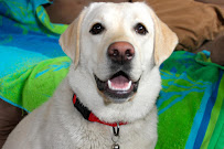 Fur Rendezvous Dog Walking - Photo 3 - Car repair in , Anchorage