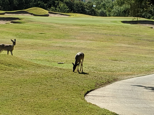 Golf Course «The Cliffs Resort Golf Course», reviews and photos, 160 Cliffs Dr, Graford, TX 76449, USA
