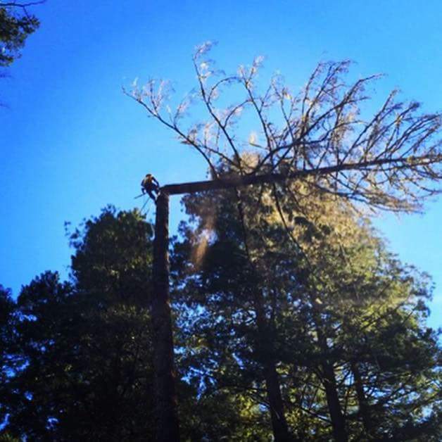 Family Tree Service, Inc. — photo 1