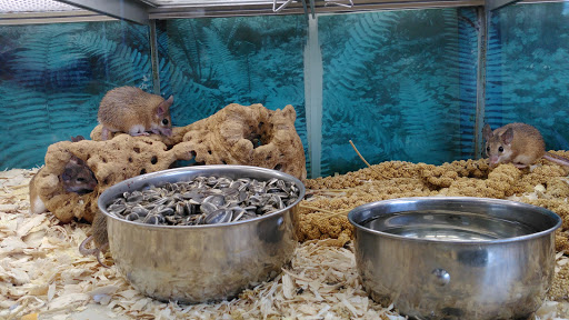 Pet Store «Parrots Of The World Aquarium and Pet Center», reviews and photos, 316 Sunrise Hwy #1, Rockville Centre, NY 11570, USA