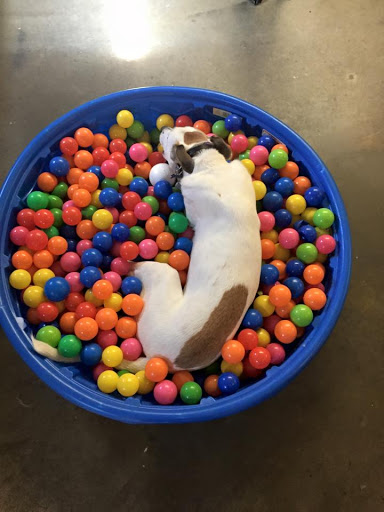 Double J Doggie Play N Stay