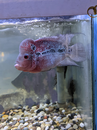 Tikis Tropical Fish image