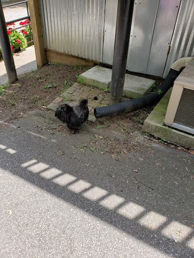 Barbecue Restaurant «Hubba Hubba Smokehouse», reviews and photos, 2724 Greenville Hwy, Flat Rock, NC 28731, USA