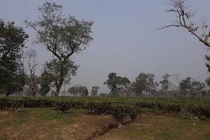 Mogulkata Tea Garden & Factory image