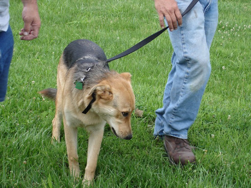 Fence Contractor «Stay Put Doggy», reviews and photos, 401 E Paul St, Westport, IN 47283, USA