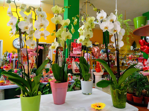 Floristería San Rafael