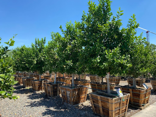 Garden Center «Moon Valley Nurseries West Valley / Avondale», reviews and photos, 11320 W Indian School Rd, Avondale, AZ 85323, USA