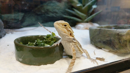 Pet Supply Store «Petco Animal Supplies», reviews and photos, 225 Maple Ave E, Vienna, VA 22180, USA