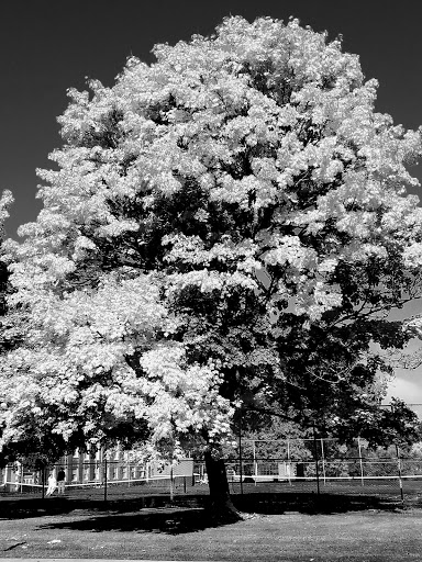 Park «Clinton City Park», reviews and photos, 5576 SE Division St, Portland, OR 97206, USA