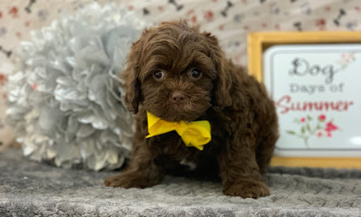 Pet Store «Happiness Is Pets», reviews and photos, 15 W Golf Rd, Arlington Heights, IL 60005, USA