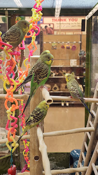 Petco - Photo 4 - Car repair in Romeoville, IL, Joliet