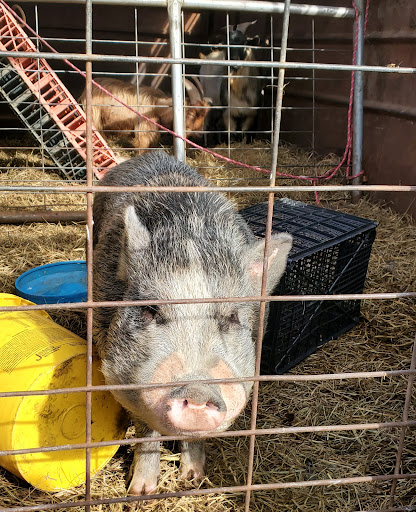 Flea Market «Parkland Flea Market & Restaurant», reviews and photos, 4994 Murfreesboro Rd, Lebanon, TN 37090, USA