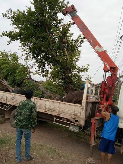 ตะโกดัดบ้านแข้ Ban Khae Groomed Tako