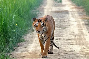 Pilibhit Tiger Reserve image
