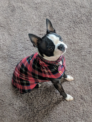 Pet Store «Dollys Pet Shoppe», reviews and photos, 38963 Pioneer Blvd, Sandy, OR 97055, USA