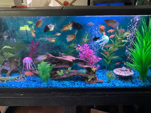 Tropical Fish Store «The Aquarium Connection», reviews and photos, 1663 E Los Angeles Ave, Simi Valley, CA 93065, USA