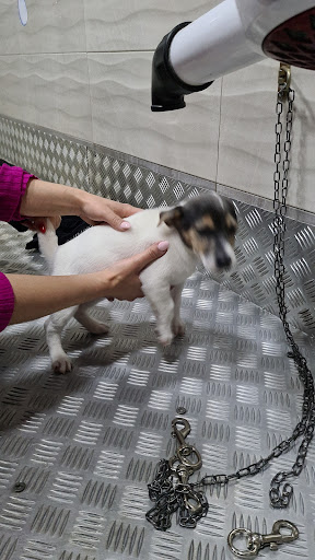 Pensioni per cani e dog hotel a Occhi di gatto Srls