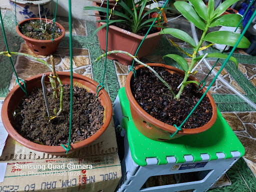 Khu Vườn Nhỏ Phong Thủy