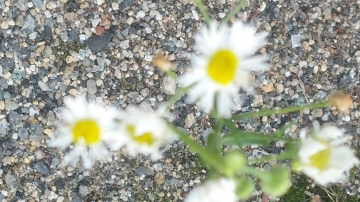 Park «Vietnam Veterans Park», reviews and photos, Treble Cove Rd, Billerica, MA 01821, USA