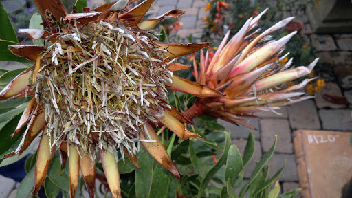 Florist «Cambria Nursery & Florist», reviews and photos, 2801 Eton Rd, Cambria, CA 93428, USA