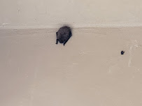 Pest Control Center Inc. - Photo 3 - Car repair in North Highlands, CA, Sacramento