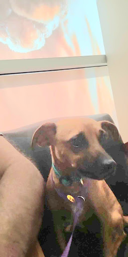 Primary Care Animal Hospital image