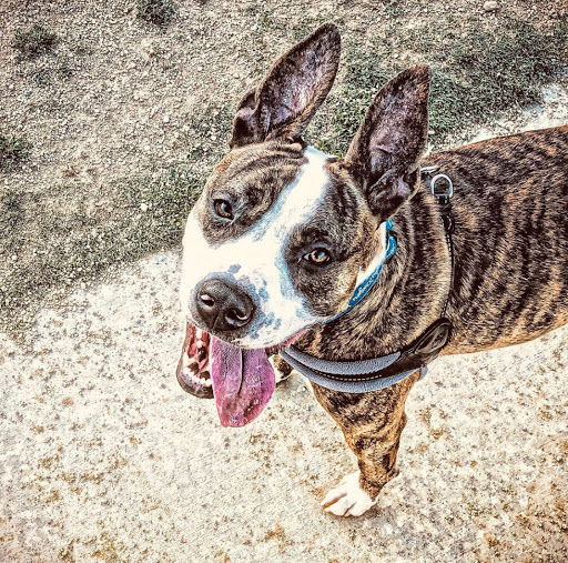 Tattoo Shop «Studio City Tattoo | Los Angeles Body Piercing & Tattoos», reviews and photos, 11032 Ventura Blvd, Studio City, CA 91604, USA