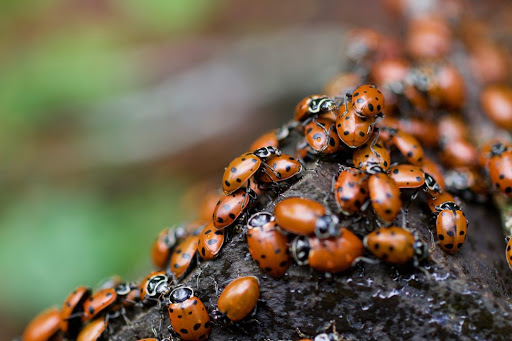 Uvas Canyon County Park image