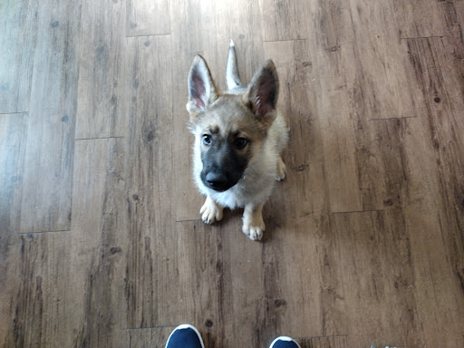 Animal Protection Organization «Greenville Humane Society», reviews and photos