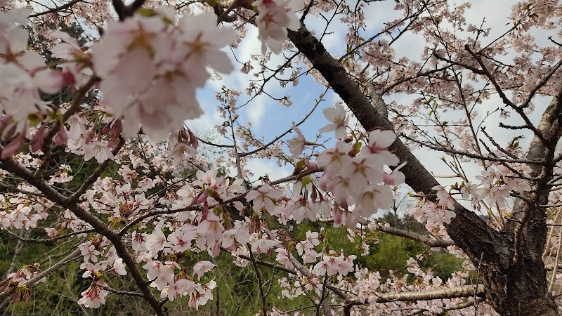 桜ともみじのわくわく広場