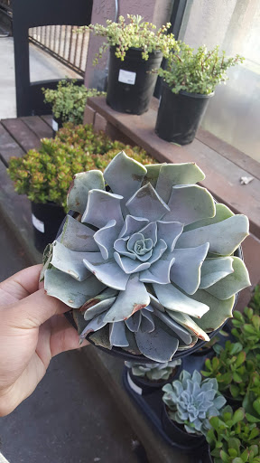 Hardware Store «Orchard Supply Hardware», reviews and photos, 2245 Gellert Blvd, South San Francisco, CA 94080, USA