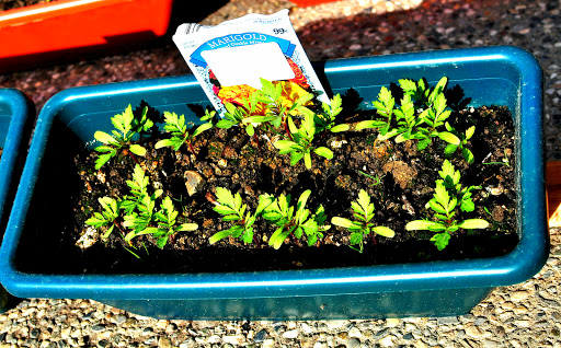 Dollar Store «Dollar Tree», reviews and photos, 1350 S Park Victoria Dr #10, Milpitas, CA 95035, USA