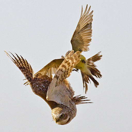 Park «Zanjero Park», reviews and photos, 3785 S Lindsay Rd, Gilbert, AZ 85297, USA