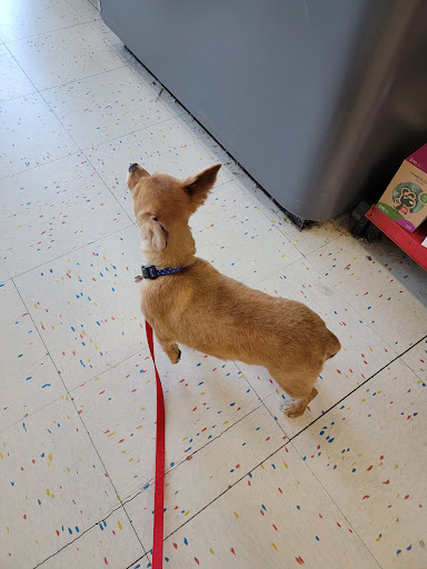 Pet Supply Store «Petco Animal Supplies», reviews and photos, 3165 Alpine Ave NW g, Walker, MI 49544, USA