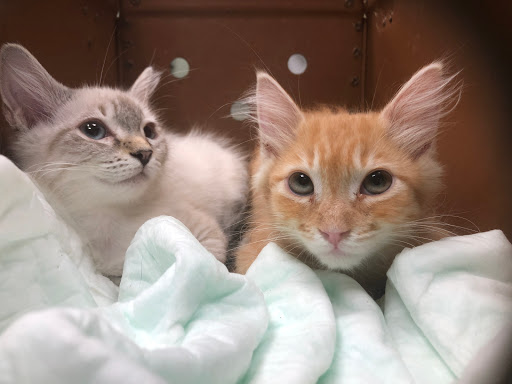 Calabasas Animal Clinic image